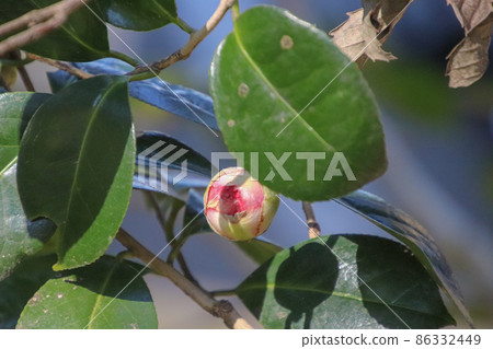 Bud of camellia Bud of camellia 86332449