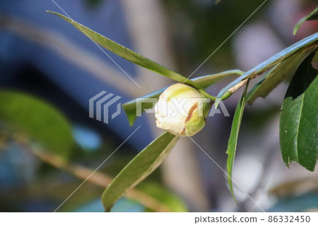 Bud of camellia Bud of camellia 86332450