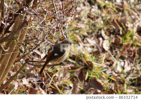 Daurian Redstart female perching on a branch 86332714