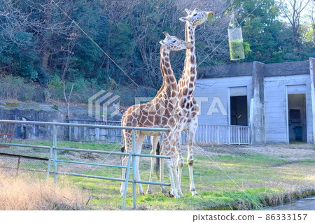 Giraffe Giraffe 86333157