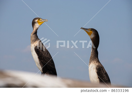A black cormorant perching on the background of blue sky 86333196