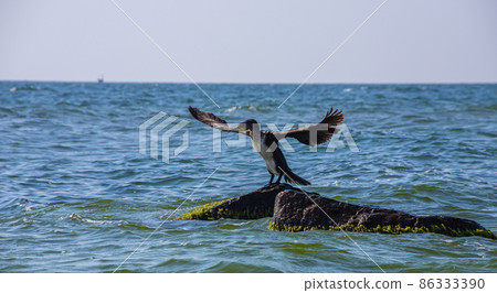 great cormorant sitting on a rock in the sea 86333390