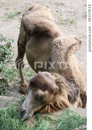 Bactrian camel at Tennoji Zoo 86333618