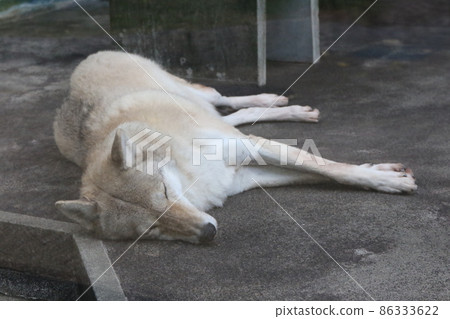 天王寺動物園的蒙古狼 天王寺動物園的蒙古狼 86333622