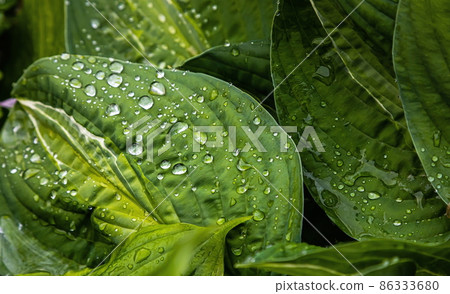 Nature green leaves with raindrop background texture Nature green leaves with raindrop background texture 86333680