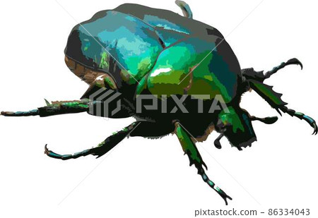 Cetonia aurata called the green rose chafer is a beetle that has a metallic structurally coloured green and a distinct V-shaped scutellum. vector illustration 86334043