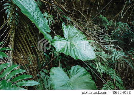Alocasia leaves Alocasia leaves 86334058