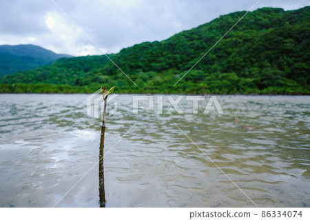 中良川紅樹林芽 86334074