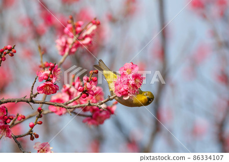 白眼棲息在梅花上 白眼棲息在梅花上 86334107