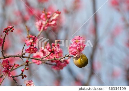 白眼棲息在梅花上 白眼棲息在梅花上 86334109