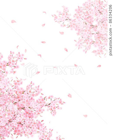 Beautiful and gorgeous cherry blossoms in full bloom and petals scattered in spring white background frame vector material illustration Beautiful and gorgeous cherry blossoms in full bloom and petals scattered in spring white background frame vector material illustration 86334206