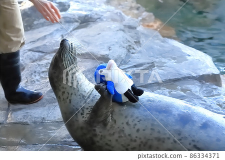 品川水族館 一隻海豹抱著毛絨動物並接受食物 86334371