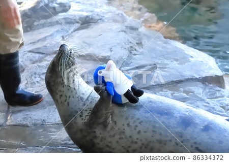 Shinagawa Aquarium A harbor seal holding a stuffed animal and receiving food 86334372