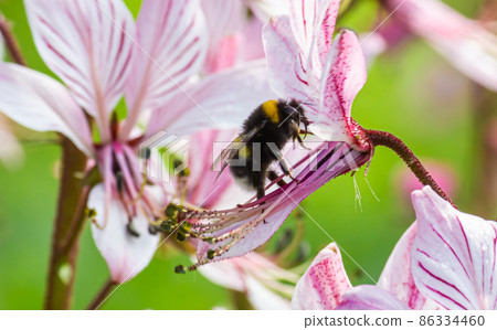 dictamnus is pollinated by bumblebees. Pink-purple flowers bloom in the wild in drops of dew under sunlight dictamnus is pollinated by bumblebees. Pink-purple flowers bloom in the wild in drops of dew under sunlight 86334460