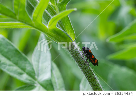 beetle in the green grass. The wild nature. Insects beetle in the green grass. The wild nature. Insects 86334484