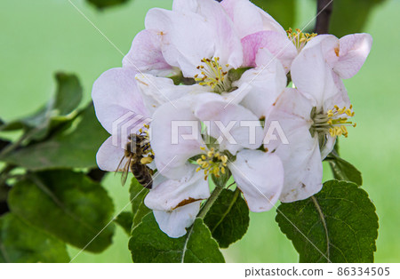apple tree blooms in the garden. bees collect nectar and pollen 86334505