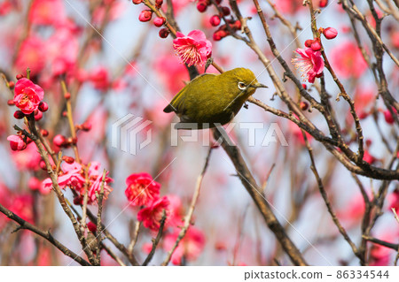 White-eye perching on plum blossoms White-eye perching on plum blossoms 86334544