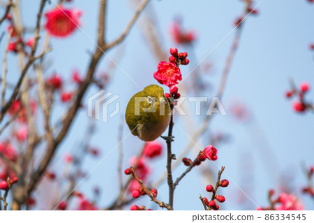 White-eye perching on plum blossoms White-eye perching on plum blossoms 86334545