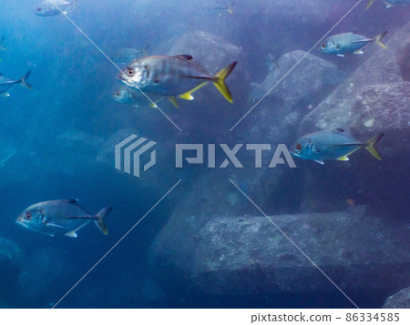 Underwater photography (herd) Underwater photography (herd) 86334585