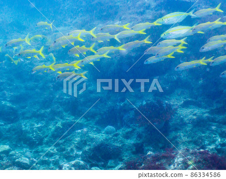 Underwater photography (herd) Underwater photography (herd) 86334586