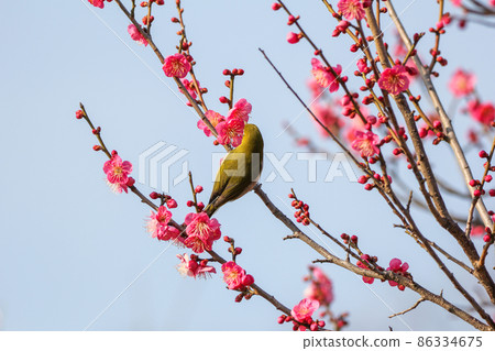 白眼棲息在梅花上 86334675