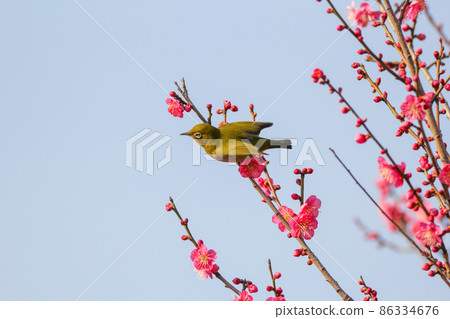 白眼棲息在梅花上 86334676