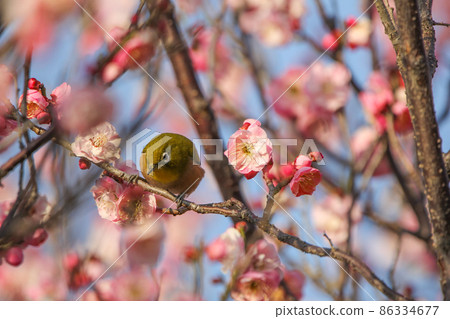 白眼棲息在梅花上 白眼棲息在梅花上 86334677
