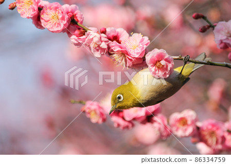 White-eye perching on plum blossoms White-eye perching on plum blossoms 86334759