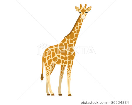 Illustration of a giraffe 86334884