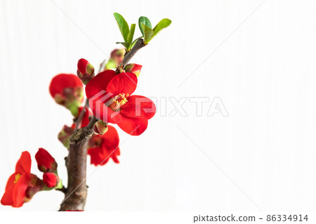 A photo of a pretty quince 86334914