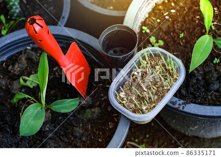 Wheat grass in the clear pots and red shovel on the ground 86335171