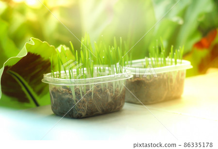 Wheat grass in the clear pots on the table with a sunlight and garden blurred backdrop Wheat grass in the clear pots on the table with a sunlight and garden blurred backdrop 86335178