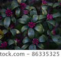 芫荽花蕾 86335325