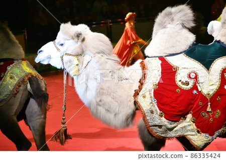 Camels at the circus arena 86335424