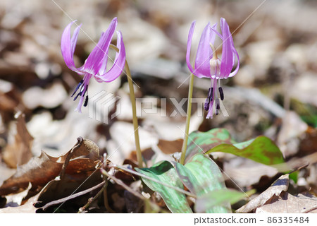 Katakuri in Makino Town, Shiga Prefecture Katakuri in Makino Town, Shiga Prefecture 86335484