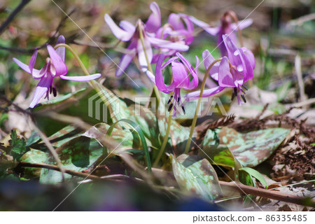 Katakuri in Makino Town, Shiga Prefecture Katakuri in Makino Town, Shiga Prefecture 86335485