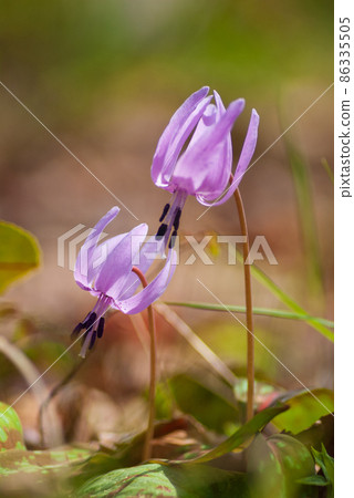 Katakuri in Makino Town, Shiga Prefecture Katakuri in Makino Town, Shiga Prefecture 86335505
