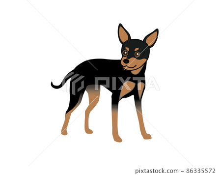 迷你杜賓犬 86335572