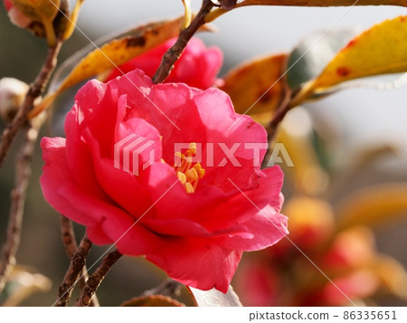 Sasanqua flowers Sasanqua flowers 86335651