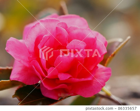 Sasanqua花 86335657