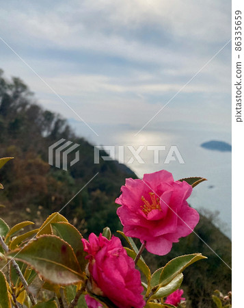 Sasanqua flowers at Cape Man'yo, Aioi 86335659