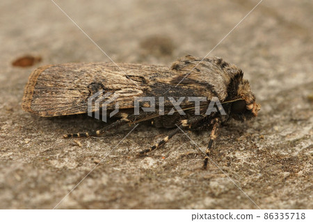 Close up of the shuttle-shaped dart, Agrotis puta in the garden on a piece of wood Close up of the shuttle-shaped dart, Agrotis puta in the garden on a piece of wood 86335718