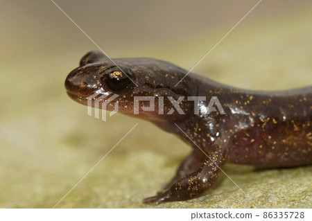 Closeup of a juvenile , terrestrial Hokkaido salamander, Hynobius retardatus, endemic to Japan Closeup of a juvenile , terrestrial Hokkaido salamander, Hynobius retardatus, endemic to Japan 86335728