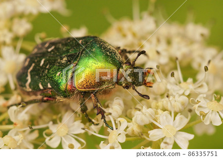 Closeup of the beautiful metallic Emerald beetle, Protaetia pryeri on a white flower Closeup of the beautiful metallic Emerald beetle, Protaetia pryeri on a white flower 86335751