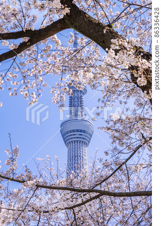 櫻花盛開的墨田公園・盛開的櫻花和東京晴空塔的風景 86336428