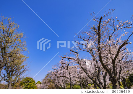 櫻花盛開的墨田公園綠樹成蔭的道路 86336429