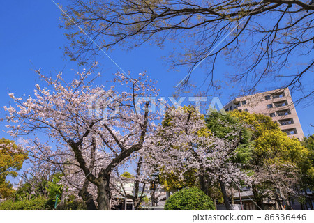 櫻花盛開的墨田公園風景 86336446