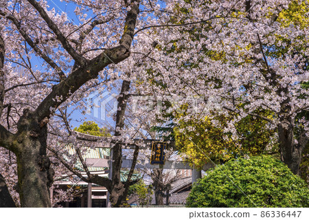 墨田公園的櫻花和牛島神社的鳥居 86336447