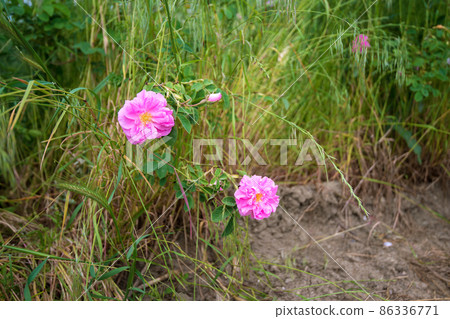 Bulgarian rose valley near Kazanlak. Rose Damascena fields early in spring. Damascene rose is used for rose oil production - selective focus 86336771