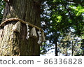large tree  86336828